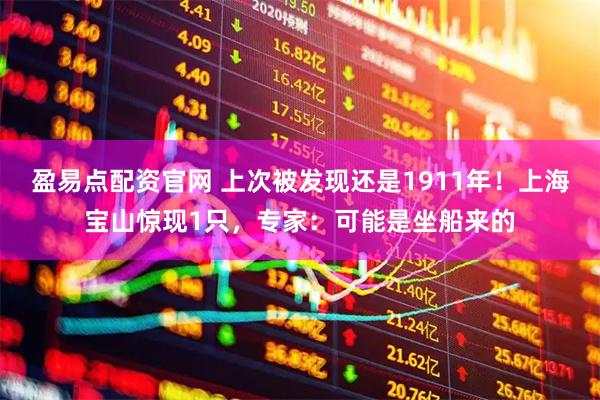 盈易点配资官网 上次被发现还是1911年!上海宝山惊现1只,专家:可能是坐船来的